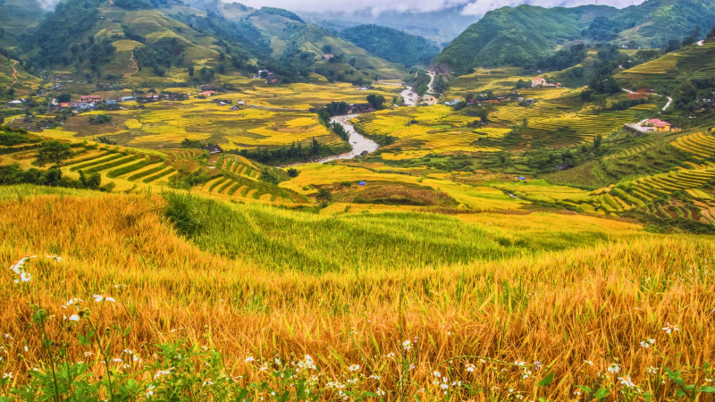 Day 1 Overwhelmed By The Stunning Panorama Of Terraced Fields In Ta Van Village During The Ripe Rice Season
