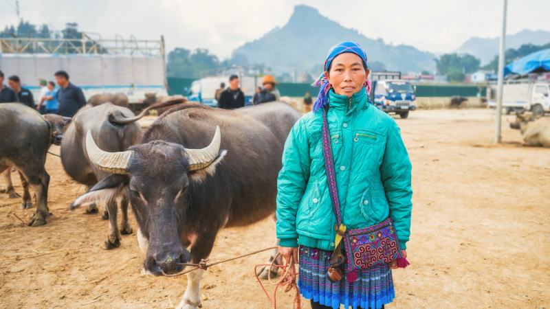 Witness The Bustling Atmosphere At The Livestock Sale Area At Lung Khau Nhin Market