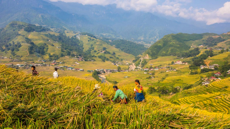 Take Some Photographs Of Massive Terraced Field