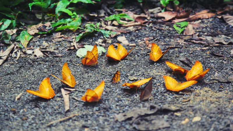 Come Across Butterflies Of Varied Colors And Sizing