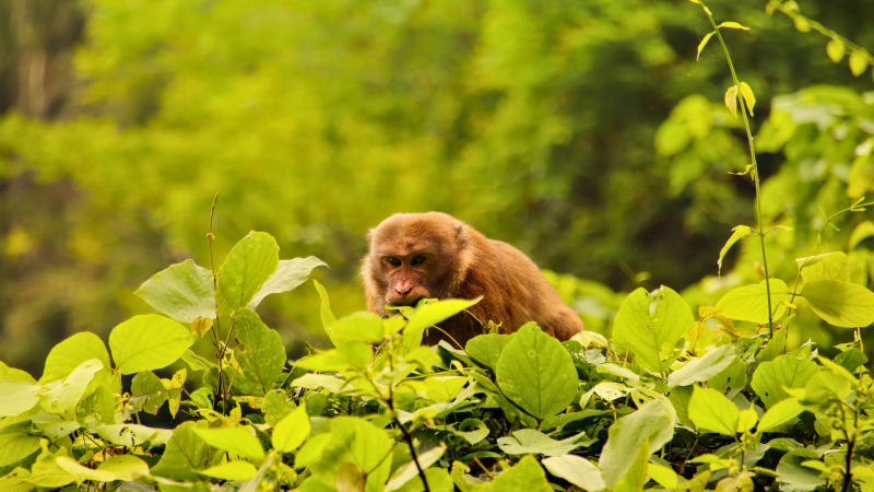 Cuc Phuong National Park Is Home To A Number Of Endangered Animal Species