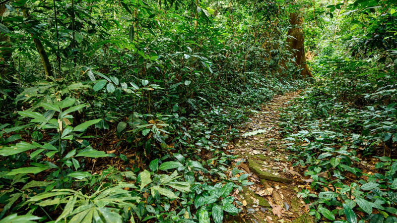 In The Cuc Phuong Forest, You May See A Wide Variety Of Vegetation And Wildlife