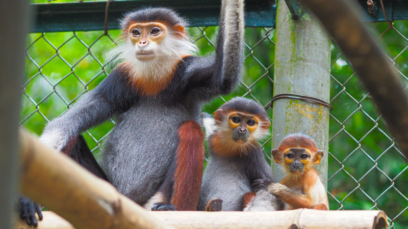 Day 2 Explore Some Asia's Rarest Species At The Site