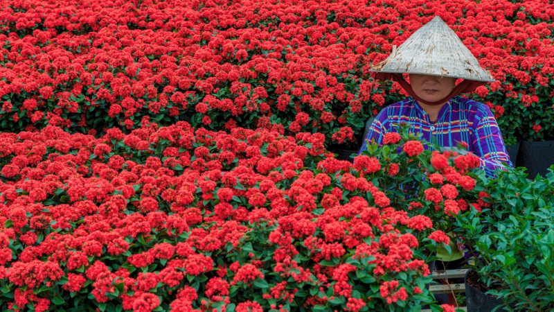 Admire The Colorful Flowers At Sa Dec Market