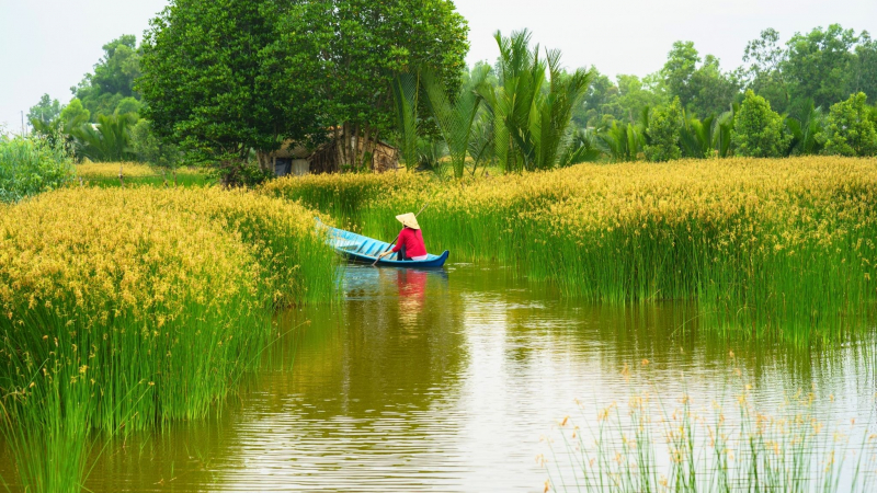 Admire The Graceful Beauty Of The Mekong's Rice Fields