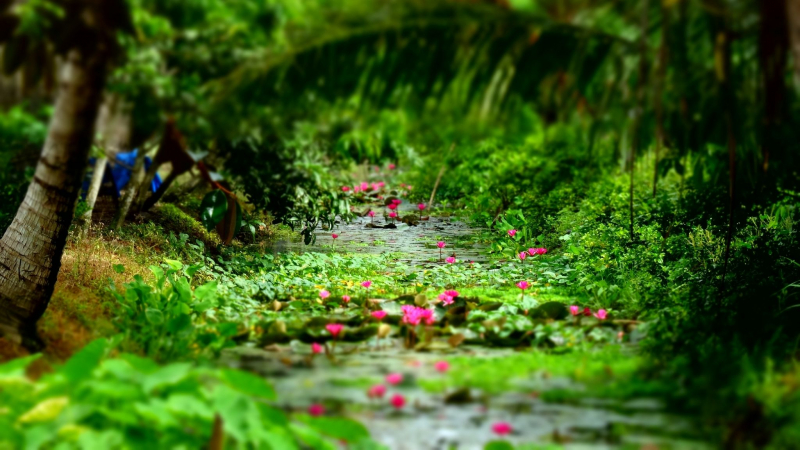 Immerse Yourself In The Peaceful Natural Beauty Of Local Flora And Fauna