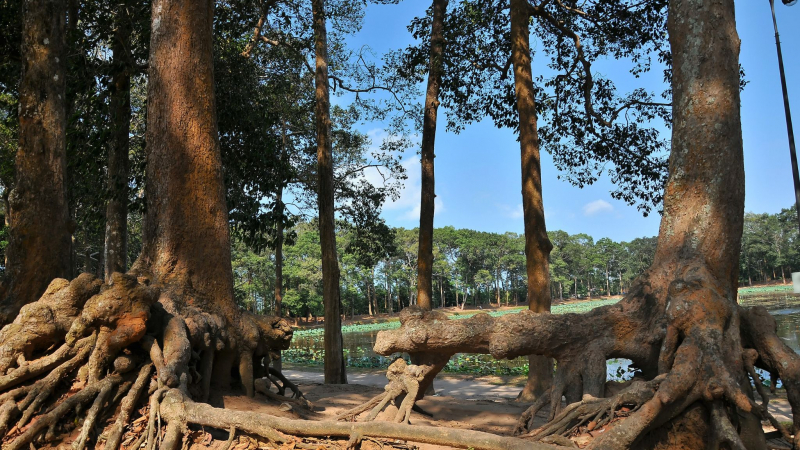 Immerse Yourself In The Peaceful Space Of Ba Om Pond