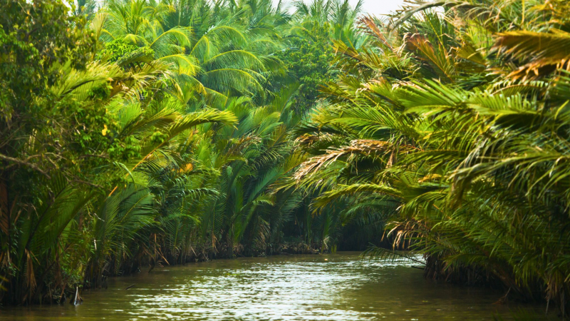 See The Mekong Delta's Breathtaking Natural Beauty