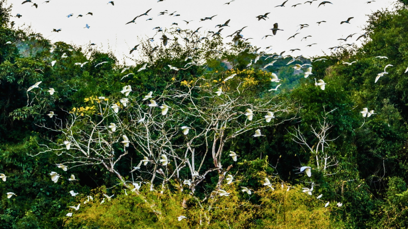 Attractive Panorama In Thung Nham Bird Garden