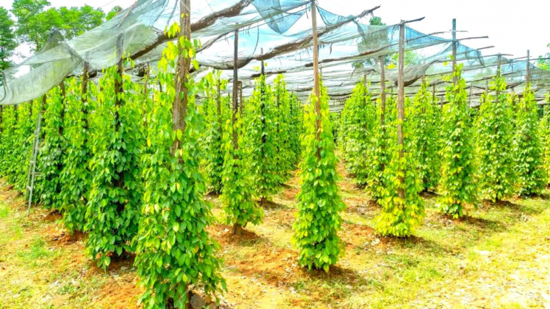 Lush Black Pepper Farm In Phu Quoc