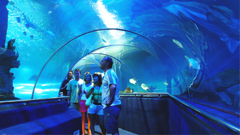 Lost In The Marine World