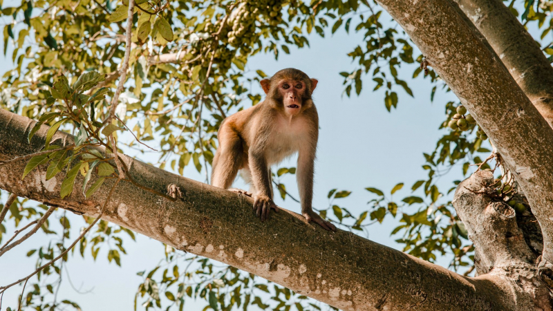 Monkey Island Has A Breathtaking Natural Landscape And Refreshing Air