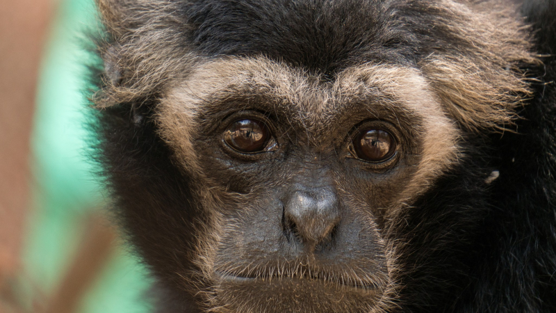 Animals From Phnom Tamao
