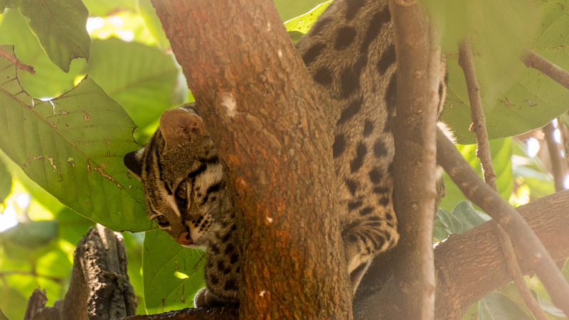 Phnom Tamao Is Home For About 102 Wildlife Species