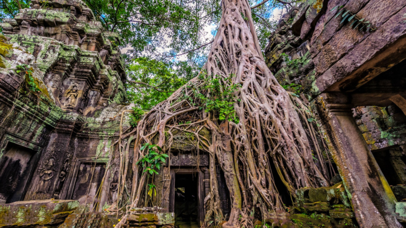 Ta Prohm Is Now Half Submerged By The Jungle