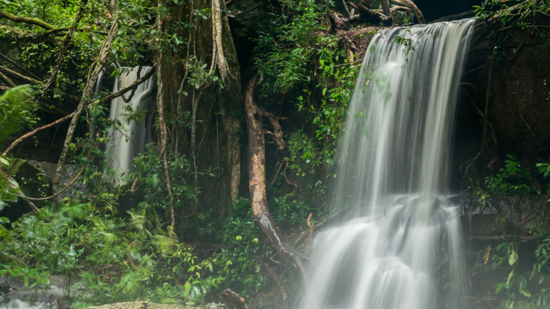 Discover The Diverse Flora And Fauna Of The Cambodian Jungle