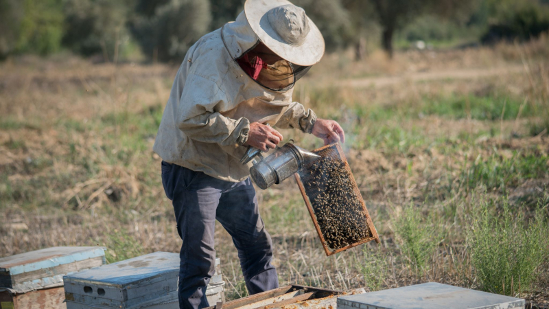 Gain Insights About The Bee World In A Bee Farm