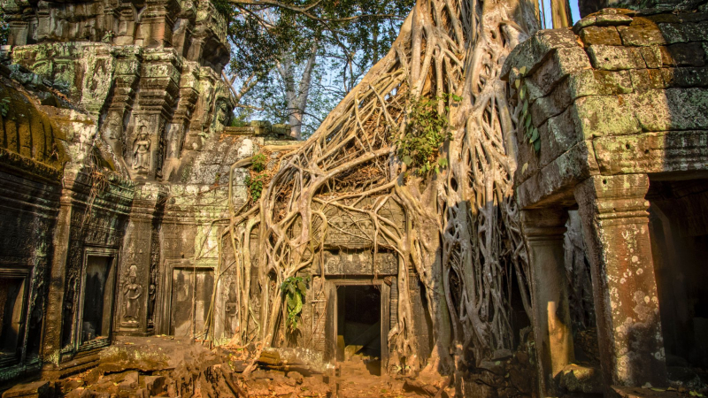 Day 2 Discover Ta Prohm's Abandoned Temple
