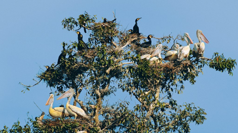 Day 3 Prek Toal Is A Popular Area For Ecotourism