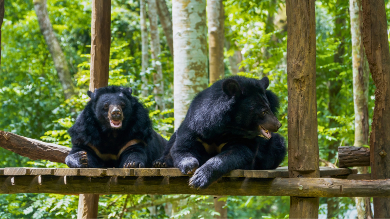 Orphaned Cubs At The Bear Rescue Center