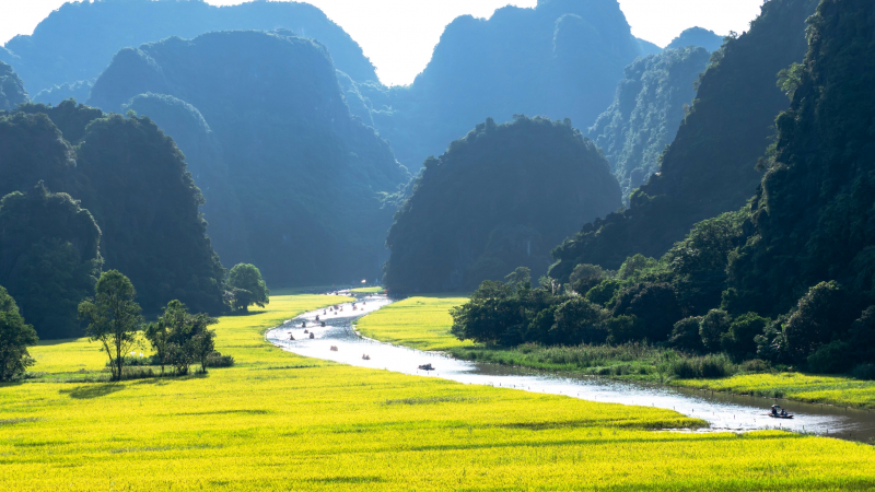 Tam Coc In The Ripe Rice Season