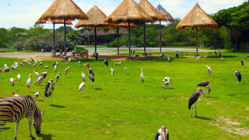 Day 4 Learn More Knowledge About The Animals