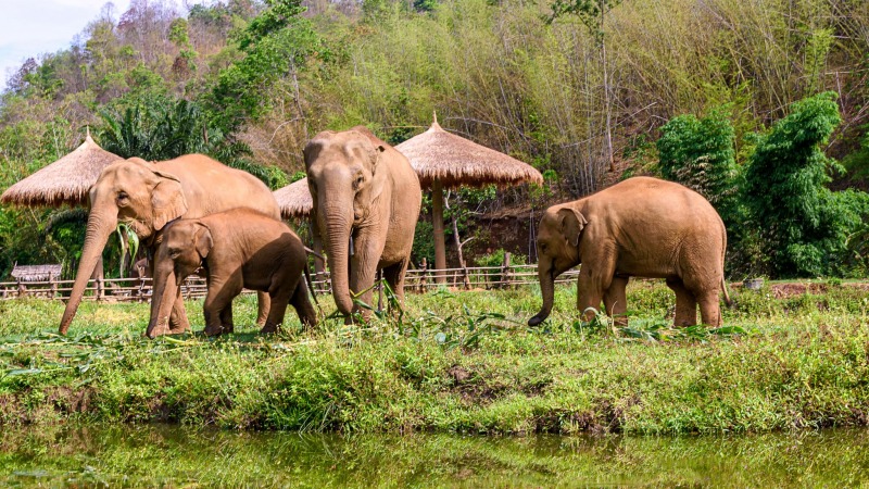 Day 10 Have The Chance To Interact With Elephant In Mae Taeng