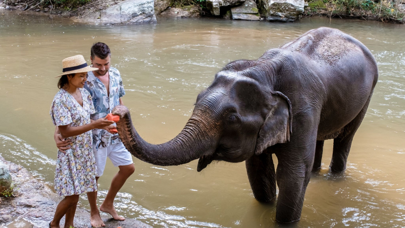 Day 7 Have The Chance To Interact With Friendly Elephants