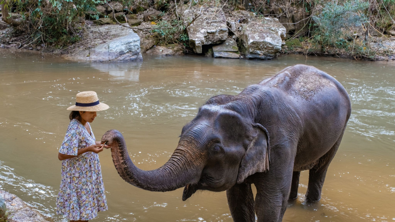 Day 7 Have The Chance To Interact With Friendly Elephants