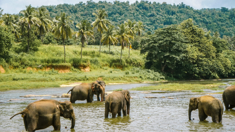 Day 9 Elephant Jungle Sanctuary