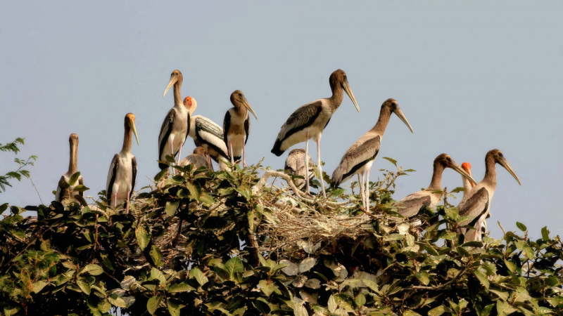 Day 3 Learn About The Ecosystem In Prek Toal