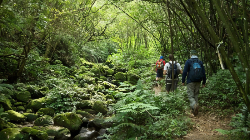 Day 6 Join A Trekking Tour To Explore The Jungle Of Sihanoukville