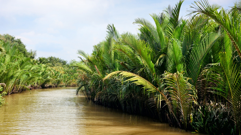Day 2 The Tranquility Scene Of Mekong Delta