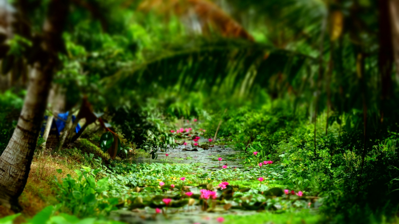 Day 4 Green Road Around The Village