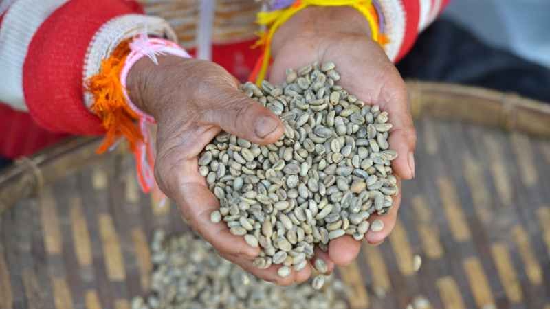 Day 8 Immerse In The Smell Of Coffee At Paksong