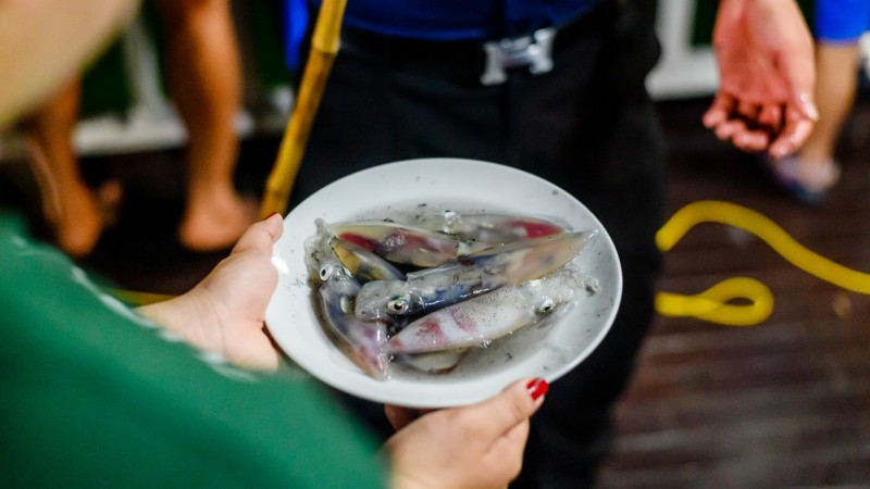 Day 9 Challenge Yourself With Squid Fishing