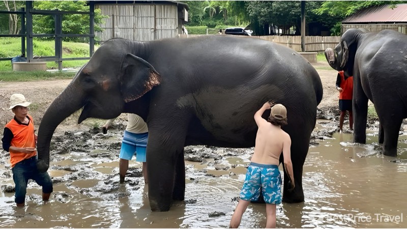 Day 5 Tourists Playing With Elephants At The Elephant Nature Park
