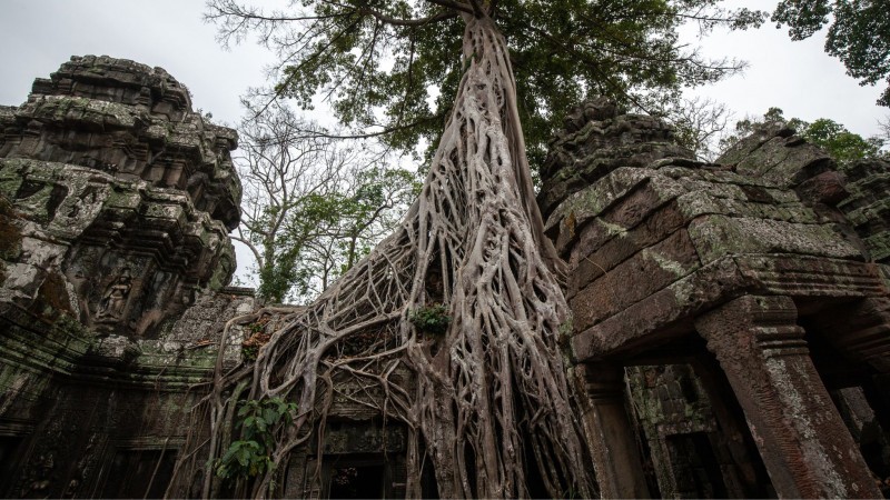 Day 13 Marvel At The Ancient Beauty Of Ta Prohm