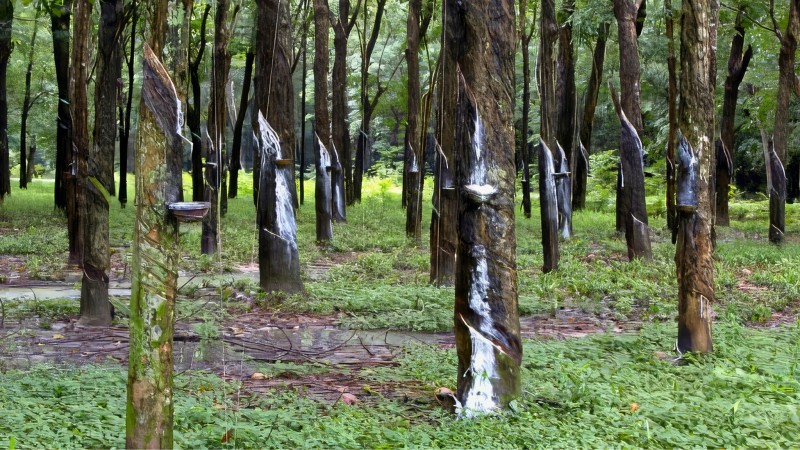 Learn About The Cultural And Economic Significance Of Rubber Trees