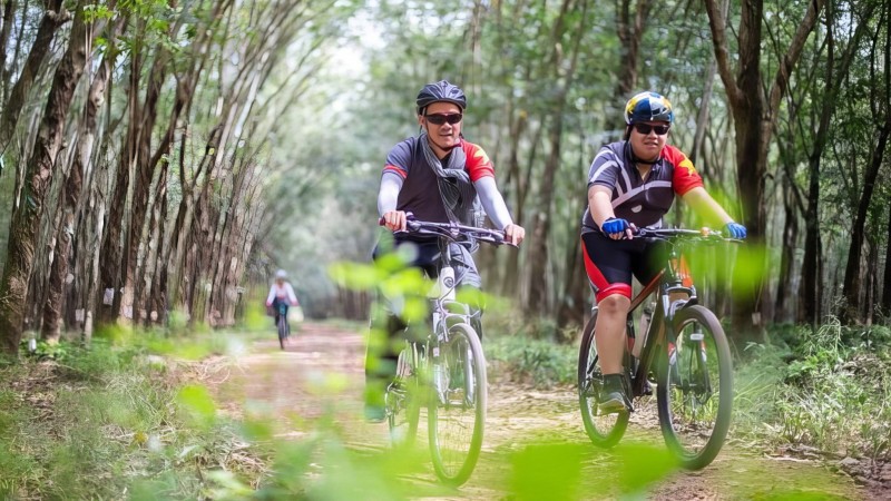 Explore The Serene Beauty Of A Rubber Tree Plantation By Bike