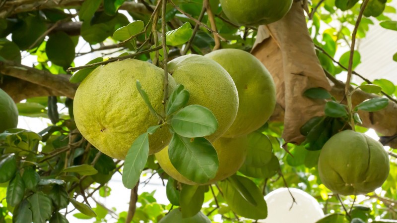 Thuy Bieu’s Lush Pomelo Orchards Overflow With Fragrance
