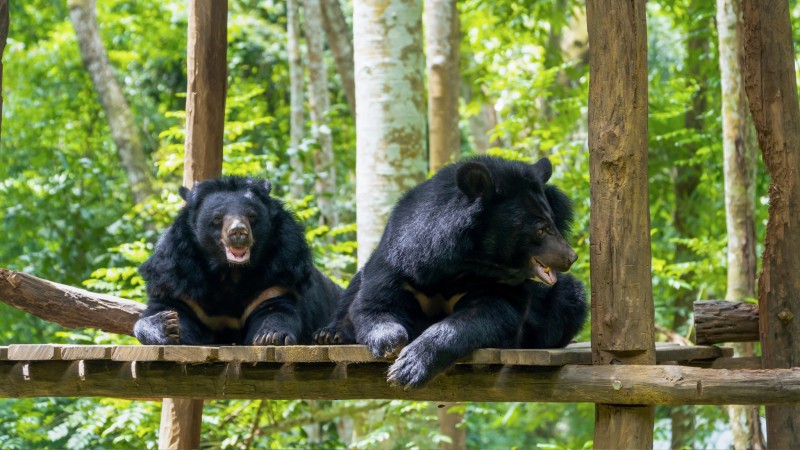 Visit Asiatic Bears