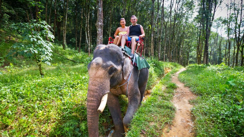Day 5 Experience A 40 Minute Elephant Trek Through The Rainforest Trails