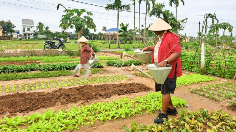 Water The Fields Like A Local Farmer At Tranquil Tra Que Vegetable Village