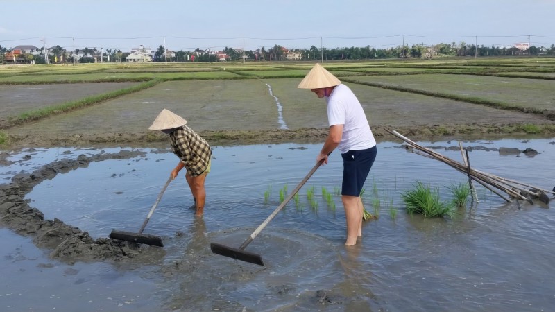 Join Traditional Plowing With Locals In Cam Thanh Village’s Fertile Rice Fields