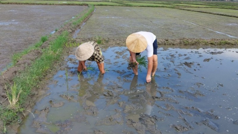 Plant Young Rice Seedlings By Hand In The Tranquil Fields Of Vietnam