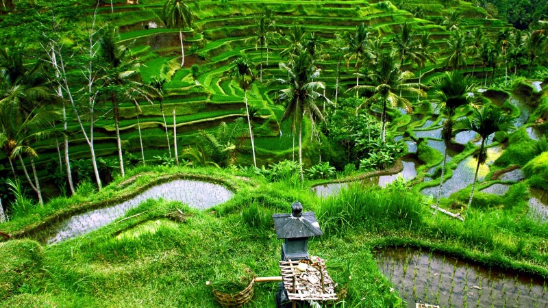 Day 17 Discover Unique Coffee Flavors At Luwak Coffee Plantation Bali