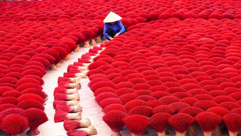Gather Fragrant Incense After Drying Under The Sun