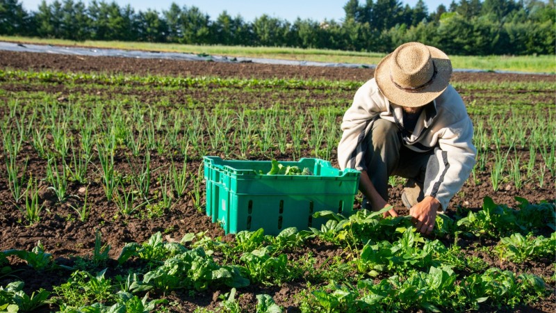Manh Farm & Cooking Class in Hanoi Half Day