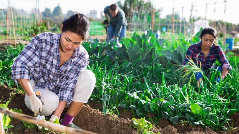 Join Local Farmers And Experience Authentic Countryside Farming Life